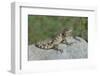 USA, New Mexico. Crevice spiny lizard on rock.-Jaynes Gallery-Framed Photographic Print
