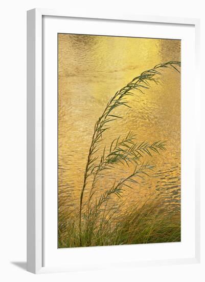 USA, New Mexico. Grass and Sky Reflections in the Chama River-Jaynes Gallery-Framed Photographic Print