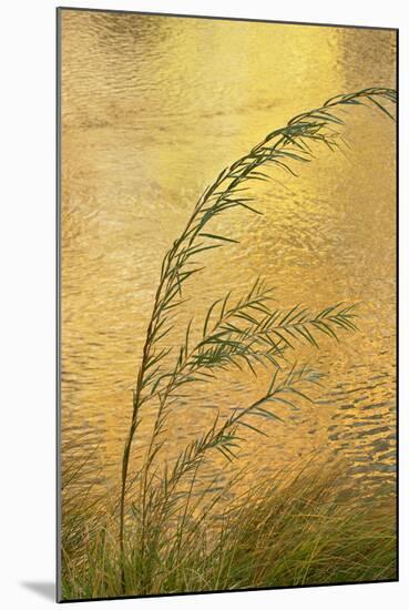 USA, New Mexico. Grass and Sky Reflections in the Chama River-Jaynes Gallery-Mounted Photographic Print