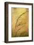 USA, New Mexico. Grass and Sky Reflections in the Chama River-Jaynes Gallery-Framed Photographic Print