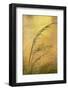 USA, New Mexico. Grass and Sky Reflections in the Chama River-Jaynes Gallery-Framed Photographic Print