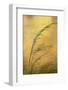 USA, New Mexico. Grass and Sky Reflections in the Chama River-Jaynes Gallery-Framed Photographic Print