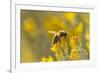 USA, New Mexico. Honey bee on rabbitbrush.-Jaynes Gallery-Framed Photographic Print