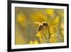 USA, New Mexico. Honey bee on rabbitbrush.-Jaynes Gallery-Framed Photographic Print