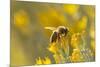 USA, New Mexico. Honey bee on rabbitbrush.-Jaynes Gallery-Mounted Photographic Print