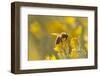 USA, New Mexico. Honey bee on rabbitbrush.-Jaynes Gallery-Framed Photographic Print