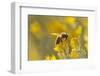 USA, New Mexico. Honey bee on rabbitbrush.-Jaynes Gallery-Framed Photographic Print