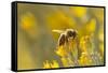 USA, New Mexico. Honey bee on rabbitbrush.-Jaynes Gallery-Framed Stretched Canvas