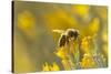 USA, New Mexico. Honey bee on rabbitbrush.-Jaynes Gallery-Stretched Canvas