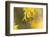 USA, New Mexico. Honey bee on rabbitbrush.-Jaynes Gallery-Framed Photographic Print