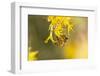 USA, New Mexico. Honey bee on rabbitbrush.-Jaynes Gallery-Framed Photographic Print