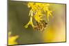 USA, New Mexico. Honey bee on rabbitbrush.-Jaynes Gallery-Mounted Photographic Print
