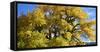 USA, New Mexico. Jemez Mountains Fall Foliage.-Connie Bransilver-Framed Stretched Canvas