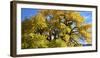 USA, New Mexico. Jemez Mountains Fall Foliage.-Connie Bransilver-Framed Photographic Print