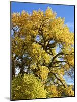 USA, New Mexico. Jemez Mountains Fall Foliage.-Connie Bransilver-Mounted Photographic Print