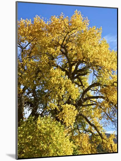 USA, New Mexico. Jemez Mountains Fall Foliage.-Connie Bransilver-Mounted Photographic Print