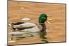 USA, New Mexico. Male Mallard Duck in Water-Jaynes Gallery-Mounted Photographic Print