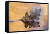 USA, New Mexico. Oak Leaf in Stream at Ghost Ranch-Jaynes Gallery-Framed Stretched Canvas