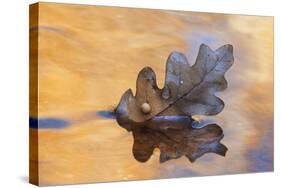 USA, New Mexico. Oak Leaf in Stream at Ghost Ranch-Jaynes Gallery-Stretched Canvas