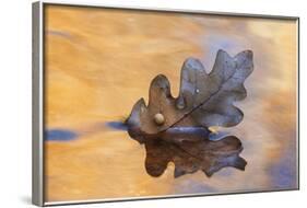 USA, New Mexico. Oak Leaf in Stream at Ghost Ranch-Jaynes Gallery-Framed Photographic Print