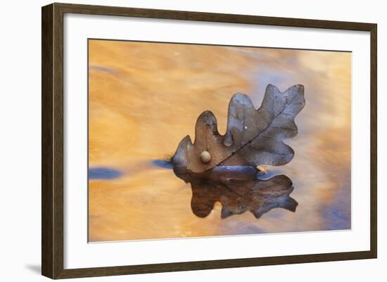 USA, New Mexico. Oak Leaf in Stream at Ghost Ranch-Jaynes Gallery-Framed Photographic Print