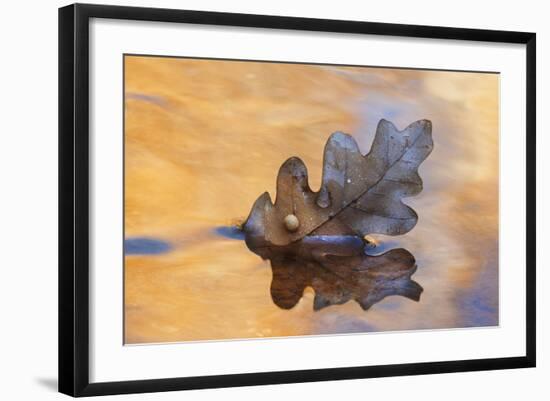 USA, New Mexico. Oak Leaf in Stream at Ghost Ranch-Jaynes Gallery-Framed Photographic Print