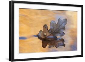 USA, New Mexico. Oak Leaf in Stream at Ghost Ranch-Jaynes Gallery-Framed Photographic Print