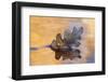 USA, New Mexico. Oak Leaf in Stream at Ghost Ranch-Jaynes Gallery-Framed Photographic Print