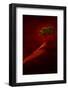 USA, New Mexico, Red Rock State Park. Abstract of lone tree at sunset.-Jaynes Gallery-Framed Photographic Print