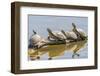 USA, New Mexico, Rio Grande Nature Center State Park. Red-eared slider turtles resting on log.-Jaynes Gallery-Framed Photographic Print
