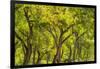 USA, New Mexico, Rio Rancho Bosque. Cottonwood trees backlit in spring.-Jaynes Gallery-Framed Photographic Print