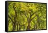 USA, New Mexico, Rio Rancho Bosque. Cottonwood trees backlit in spring.-Jaynes Gallery-Framed Stretched Canvas