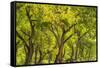 USA, New Mexico, Rio Rancho Bosque. Cottonwood trees backlit in spring.-Jaynes Gallery-Framed Stretched Canvas