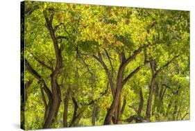 USA, New Mexico, Rio Rancho Bosque. Cottonwood trees backlit in spring.-Jaynes Gallery-Stretched Canvas