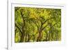 USA, New Mexico, Rio Rancho Bosque. Cottonwood trees backlit in spring.-Jaynes Gallery-Framed Photographic Print