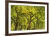 USA, New Mexico, Rio Rancho Bosque. Cottonwood trees backlit in spring.-Jaynes Gallery-Framed Photographic Print