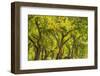 USA, New Mexico, Rio Rancho Bosque. Cottonwood trees backlit in spring.-Jaynes Gallery-Framed Photographic Print