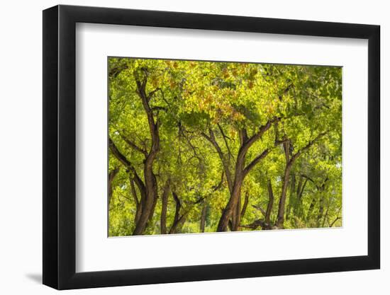 USA, New Mexico, Rio Rancho Bosque. Cottonwood trees backlit in spring.-Jaynes Gallery-Framed Photographic Print