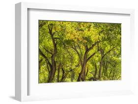 USA, New Mexico, Rio Rancho Bosque. Cottonwood trees backlit in spring.-Jaynes Gallery-Framed Photographic Print