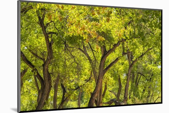 USA, New Mexico, Rio Rancho Bosque. Cottonwood trees backlit in spring.-Jaynes Gallery-Mounted Photographic Print