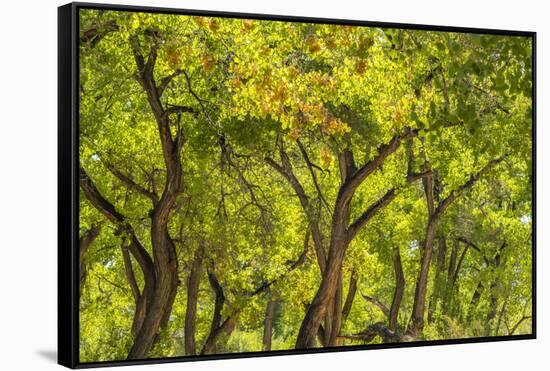 USA, New Mexico, Rio Rancho Bosque. Cottonwood trees backlit in spring.-Jaynes Gallery-Framed Stretched Canvas