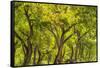 USA, New Mexico, Rio Rancho Bosque. Cottonwood trees backlit in spring.-Jaynes Gallery-Framed Stretched Canvas