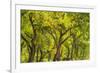 USA, New Mexico, Rio Rancho Bosque. Cottonwood trees backlit in spring.-Jaynes Gallery-Framed Photographic Print