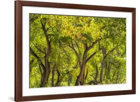 USA, New Mexico, Rio Rancho Bosque. Cottonwood trees backlit in spring.-Jaynes Gallery-Framed Photographic Print