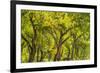 USA, New Mexico, Rio Rancho Bosque. Cottonwood trees backlit in spring.-Jaynes Gallery-Framed Photographic Print