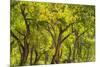 USA, New Mexico, Rio Rancho Bosque. Cottonwood trees backlit in spring.-Jaynes Gallery-Mounted Photographic Print