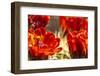 USA, New Mexico, Sandia Mountains. Claret-cup cactus blossoms.-Jaynes Gallery-Framed Photographic Print