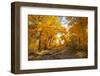 USA, New Mexico, Sandoval County. Cottonwood trees in autumn.-Jaynes Gallery-Framed Photographic Print