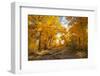 USA, New Mexico, Sandoval County. Cottonwood trees in autumn.-Jaynes Gallery-Framed Photographic Print