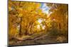 USA, New Mexico, Sandoval County. Cottonwood trees in autumn.-Jaynes Gallery-Mounted Photographic Print